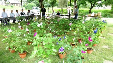 下於曽東延寿会朝顔競作展