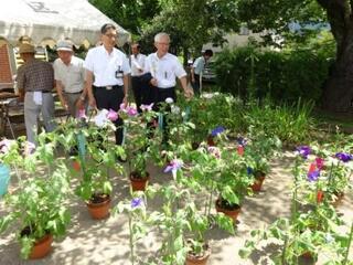 下於曽東延寿会朝顔競作展【於曽公園 水景施設前】