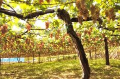 果樹園交流推進