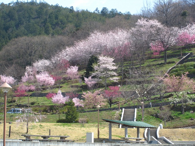 現地写真