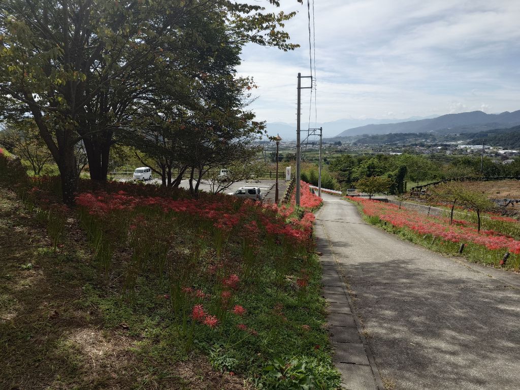 R7.10.2彼岸花開花状況