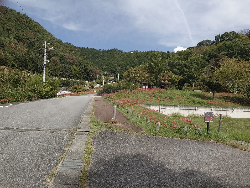 R7.10.2彼岸花開花状況