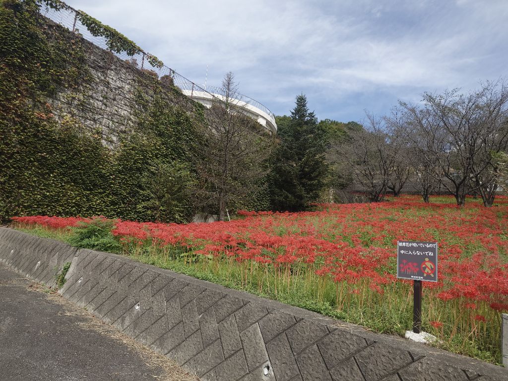 R7.10.2彼岸花開花状況