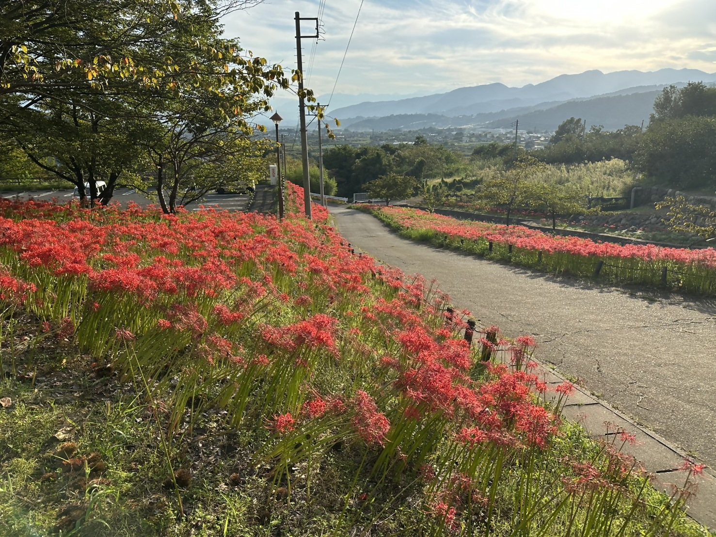 令和8年9月24日開花状況 令和8年9月24日開花状況
