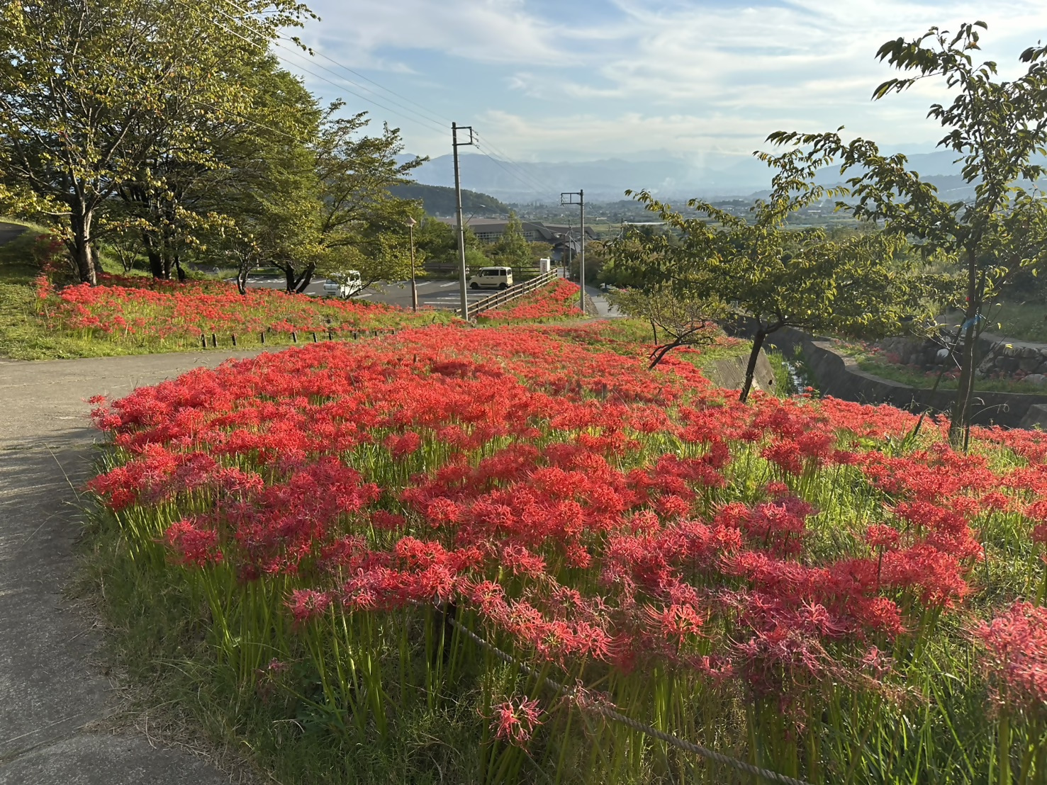令和8年9月24日開花状況 令和8年9月24日開花状況