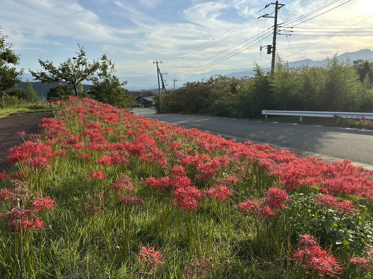 令和8年9月24日開花状況 令和8年9月24日開花状況