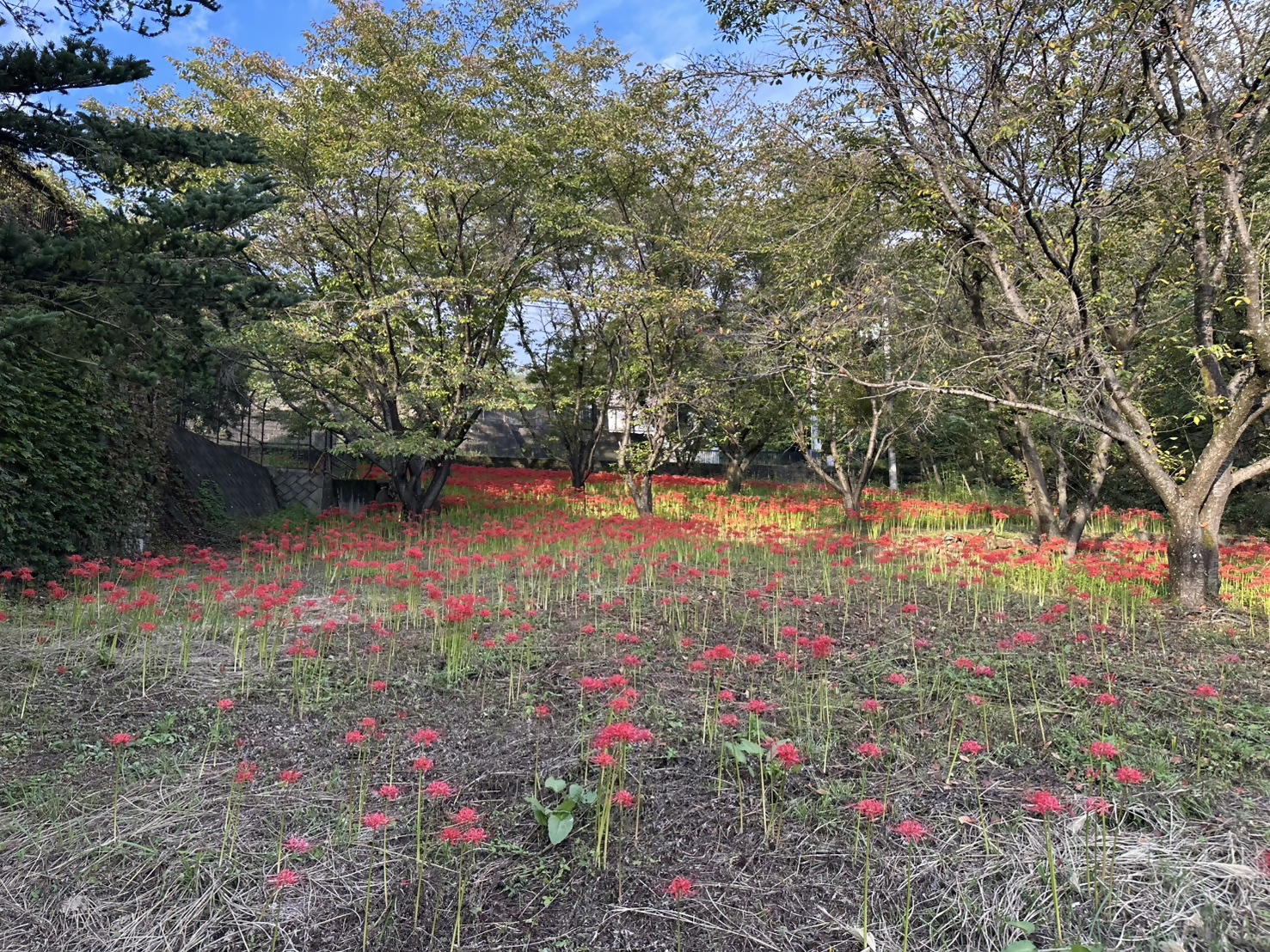 令和8年9月24日開花状況 令和8年9月24日開花状況
