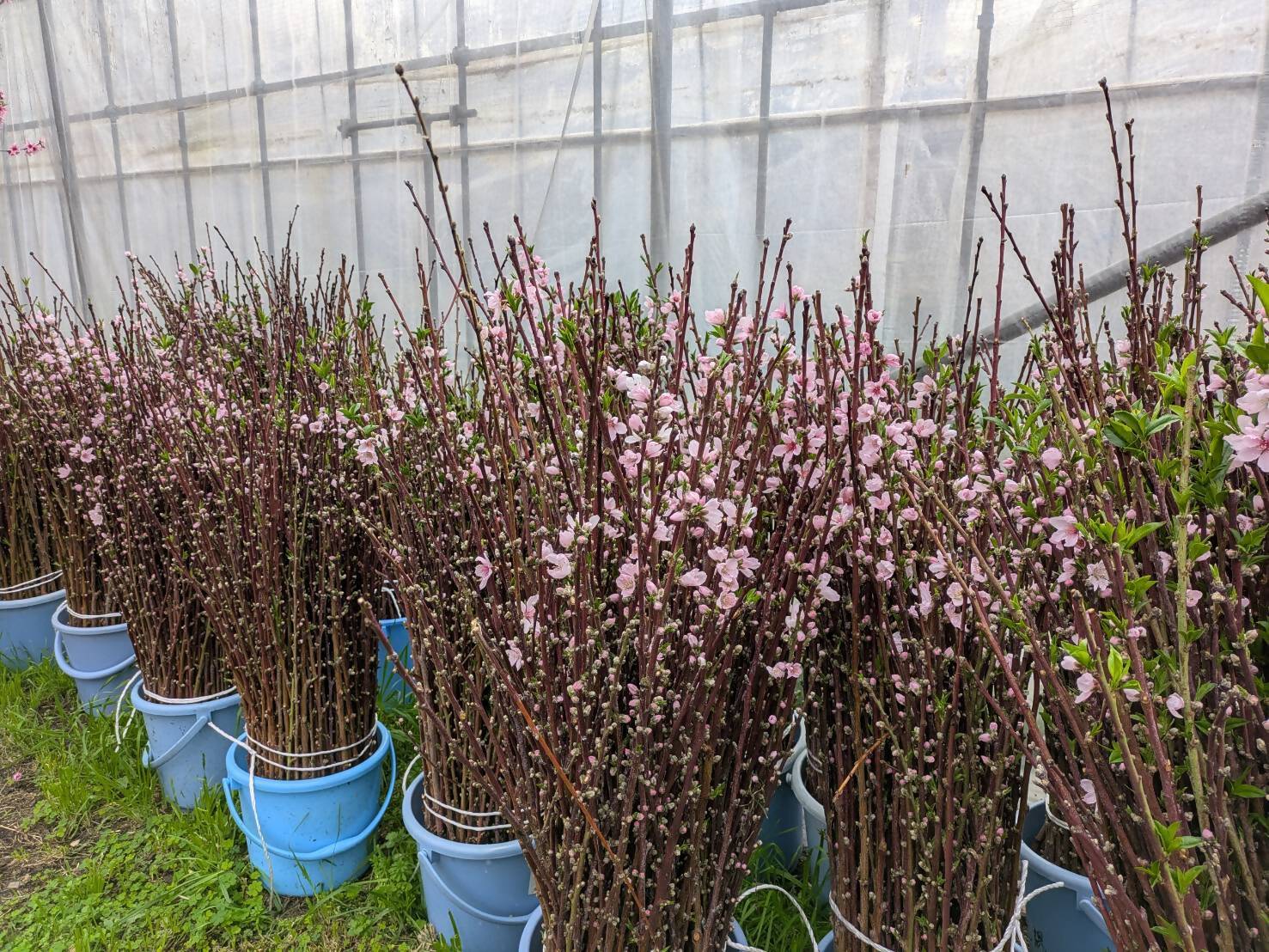 切りそろえた桃の枝