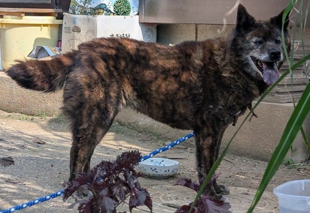 保護犬2