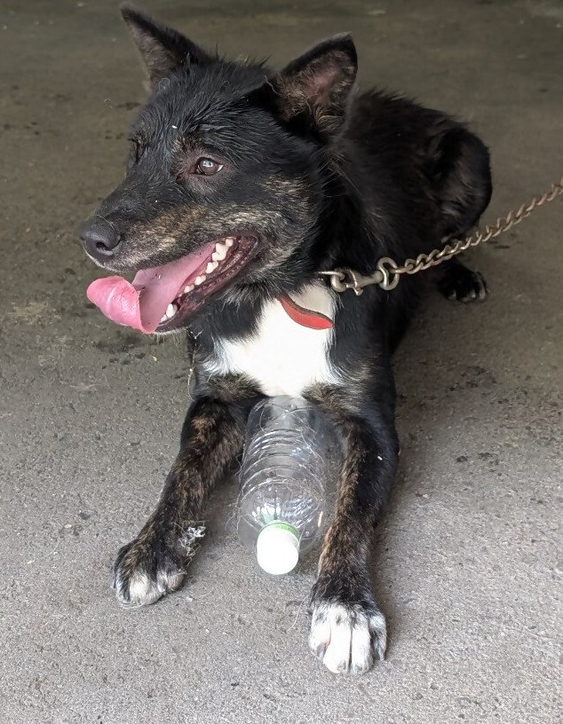 保護犬07141