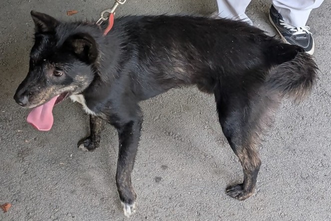 保護犬07142