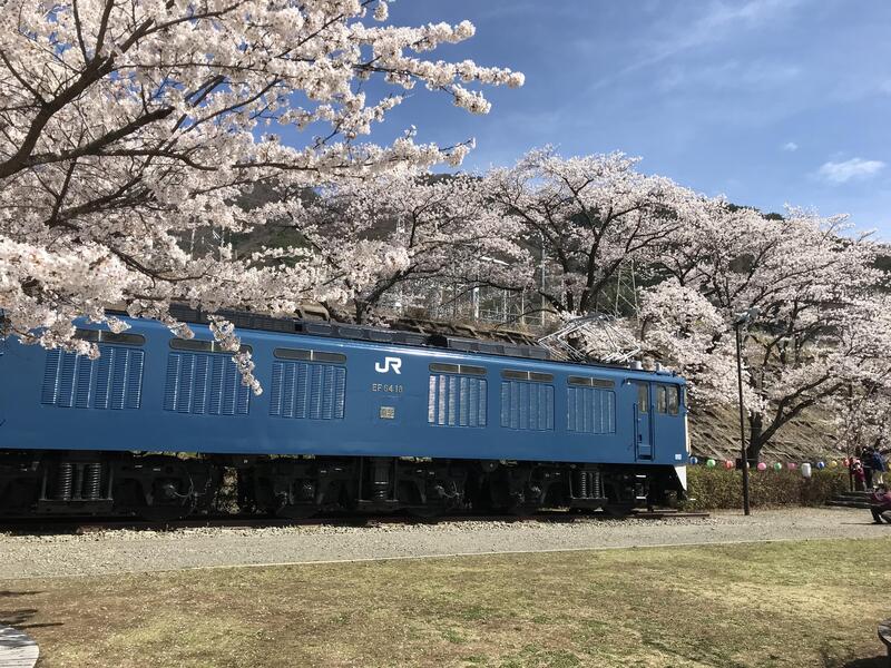 甚六桜と機関車.JPEG