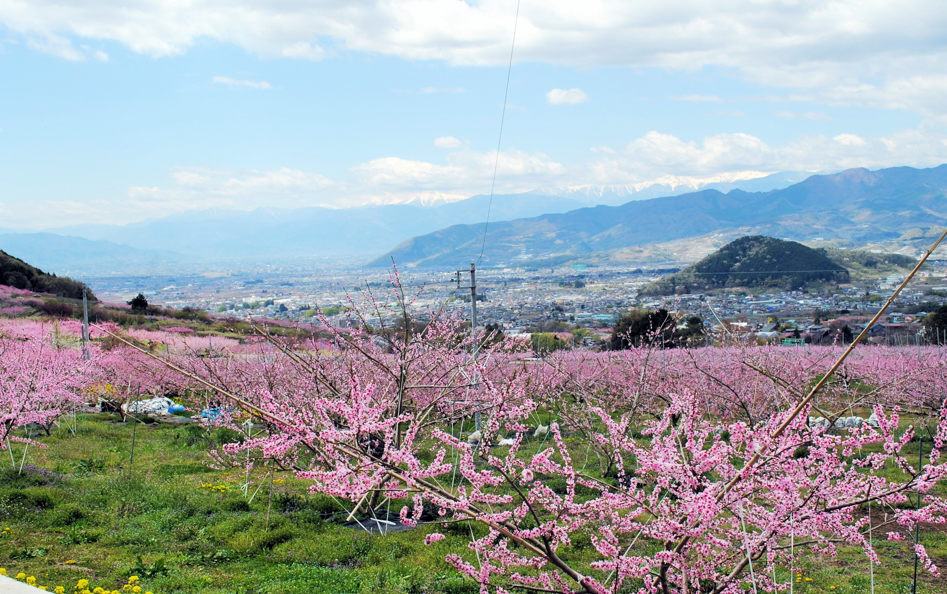 ピンク色の桃の花が咲き誇っている画像